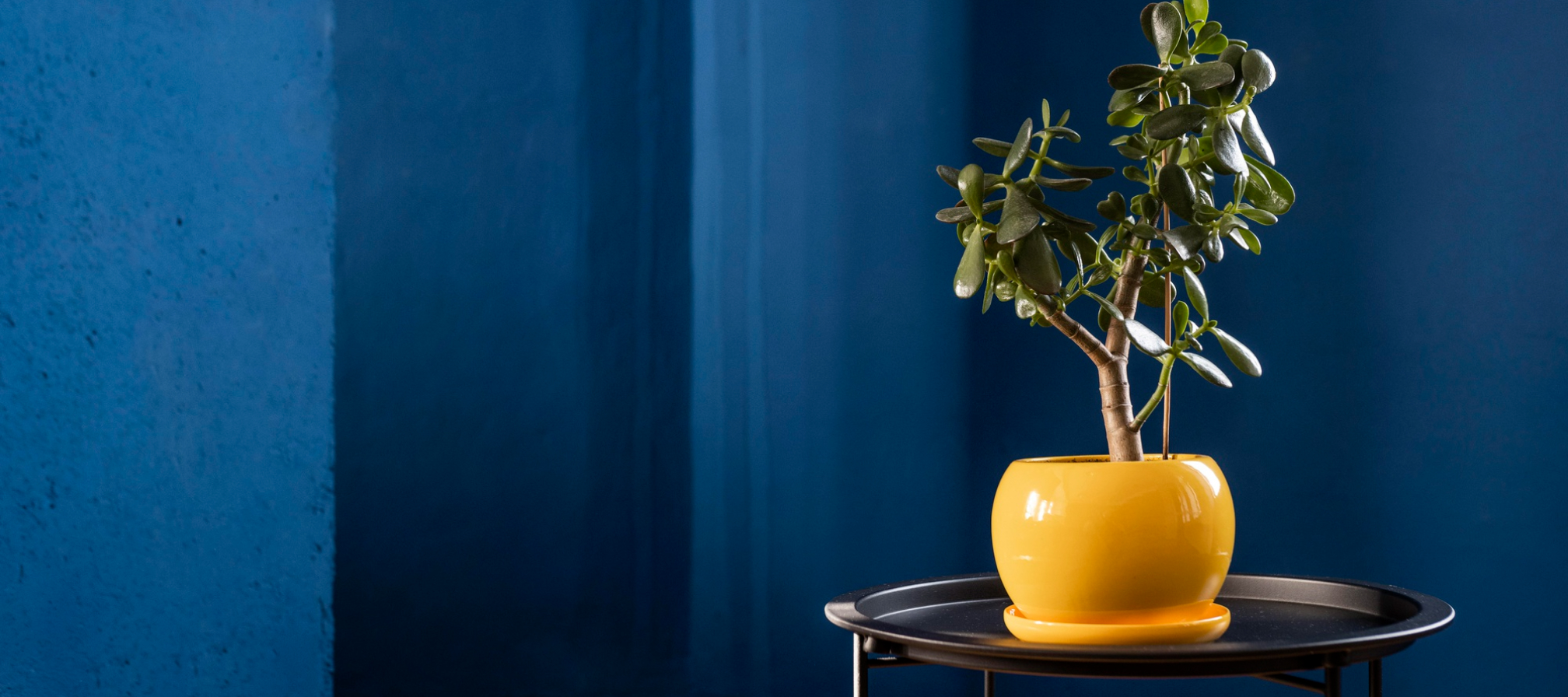 A yellow vase contrasting with a background that is deep blue color